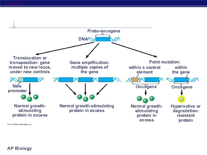 Figure 18. 23 Proto-oncogene DNA Translocation or transposition: gene moved to new locus, under