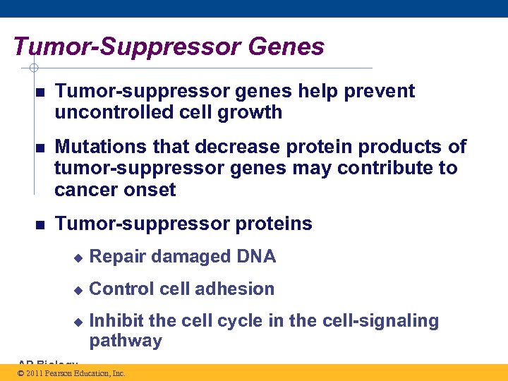 Tumor-Suppressor Genes Tumor-suppressor genes help prevent uncontrolled cell growth Mutations that decrease protein products