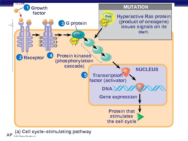 Figure 18. 24 a MUTATION 1 Growth factor Ras 3 G protein P P