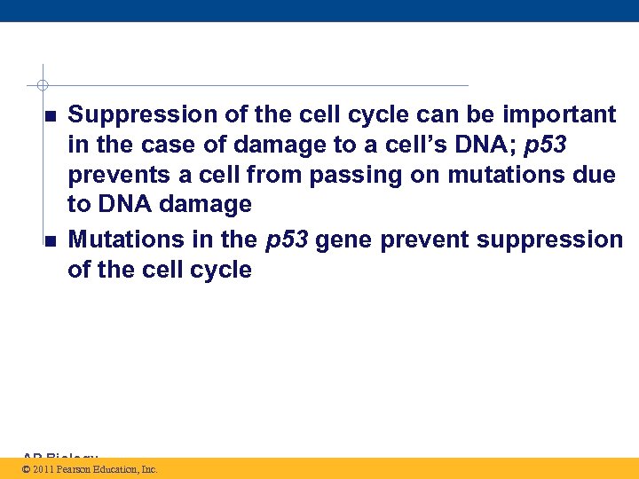  Suppression of the cell cycle can be important in the case of damage