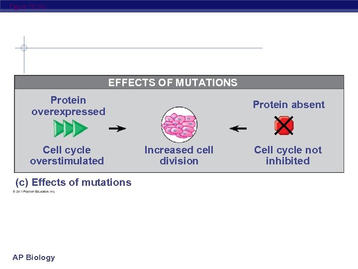 Figure 18. 24 c EFFECTS OF MUTATIONS Protein overexpressed Cell cycle overstimulated (c) Effects