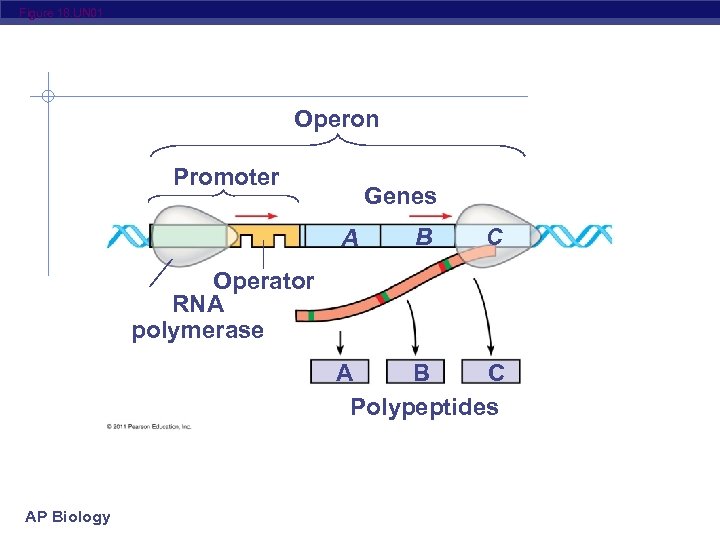 Figure 18. UN 01 Operon Promoter Genes A B C Operator RNA polymerase A