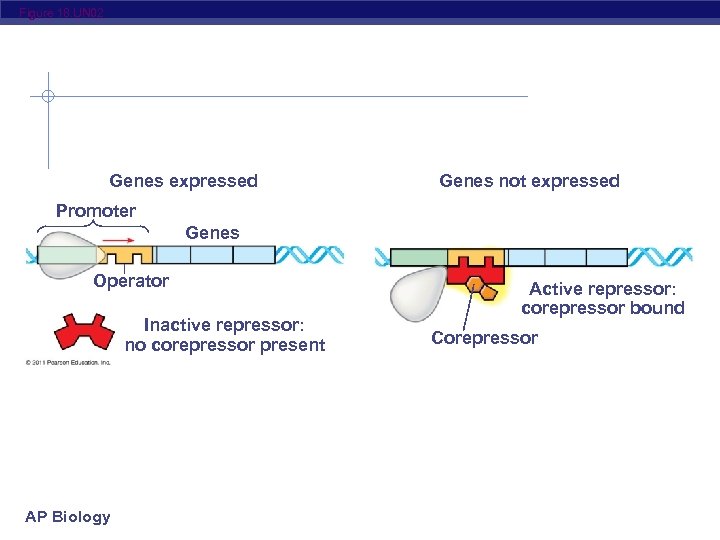 Figure 18. UN 02 Genes expressed Genes not expressed Promoter Genes Operator Inactive repressor: