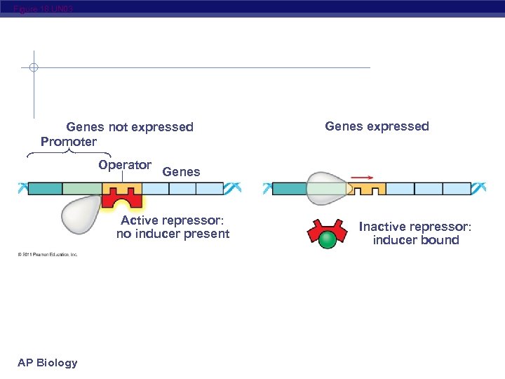 Figure 18. UN 03 Genes not expressed Promoter Operator Genes Active repressor: no inducer