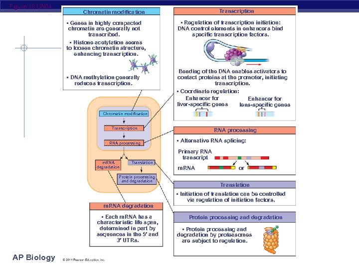 Figure 18. UN 04 Transcription Chromatin modification • Genes in highly compacted chromatin are