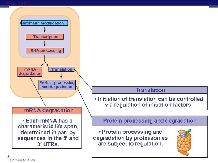 Figure 18. UN 04 b Chromatin modification Transcription RNA processing m. RNA degradation Translation