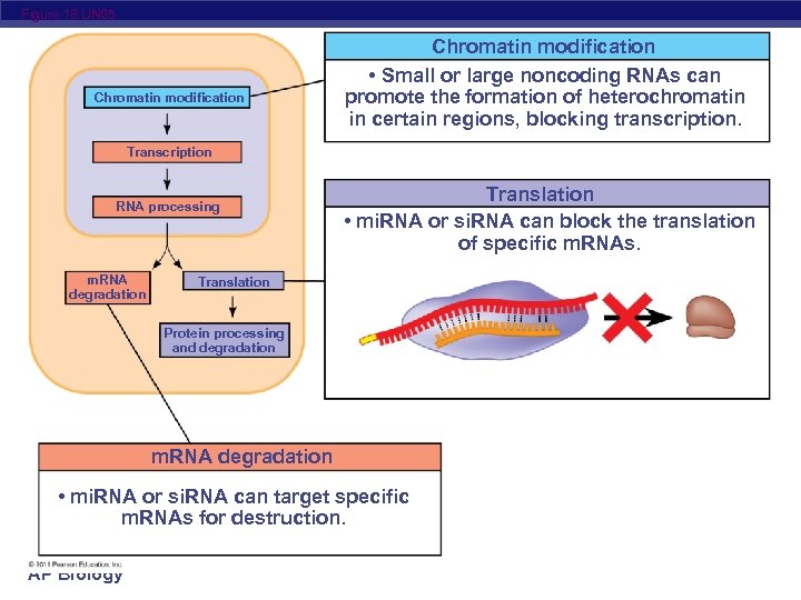 Figure 18. UN 05 Chromatin modification • Small or large noncoding RNAs can promote