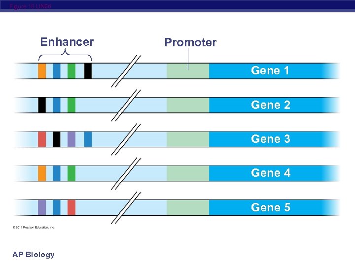 Figure 18. UN 06 Enhancer Promoter Gene 1 Gene 2 Gene 3 Gene 4