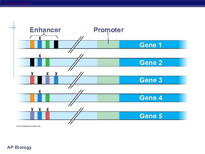 Figure 18. UN 07 Enhancer Promoter Gene 1 Gene 2 Gene 3 Gene 4