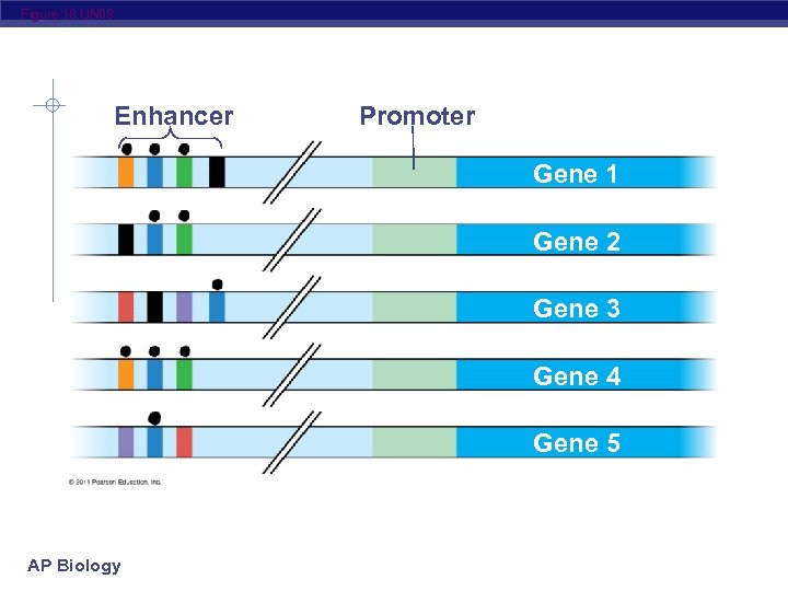 Figure 18. UN 08 Enhancer Promoter Gene 1 Gene 2 Gene 3 Gene 4