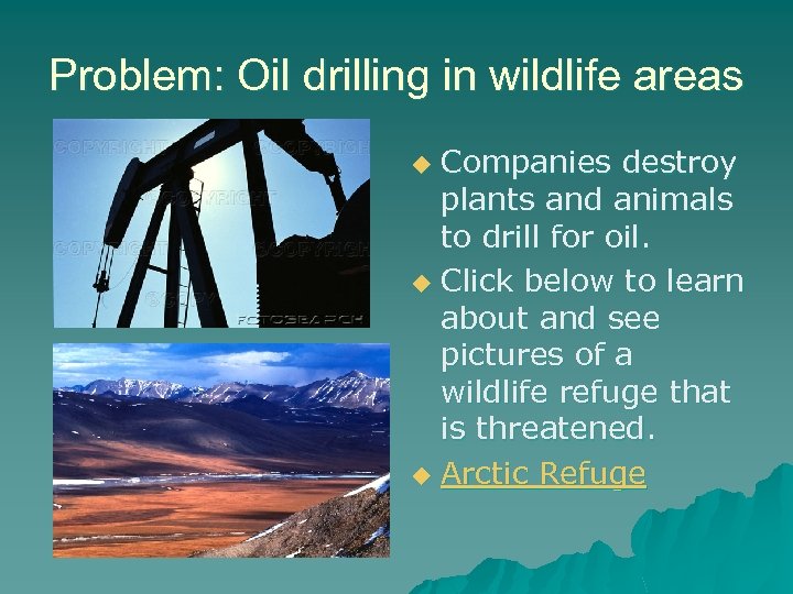 Problem: Oil drilling in wildlife areas Companies destroy plants and animals to drill for