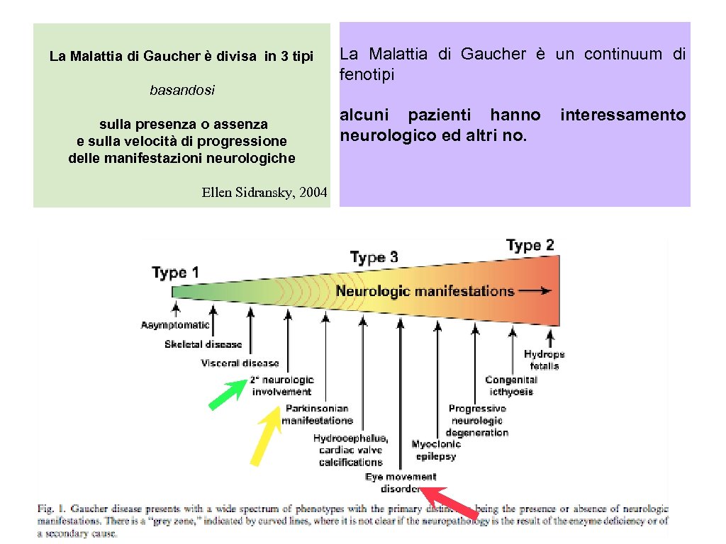 La Malattia di Gaucher è divisa in 3 tipi basandosi sulla presenza o assenza