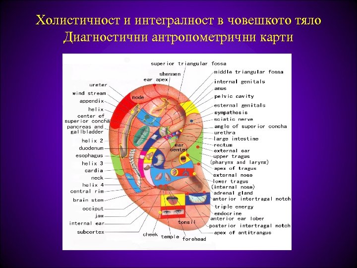 Холистичност и интегралност в човешкото тяло Диагностични антропометрични карти 