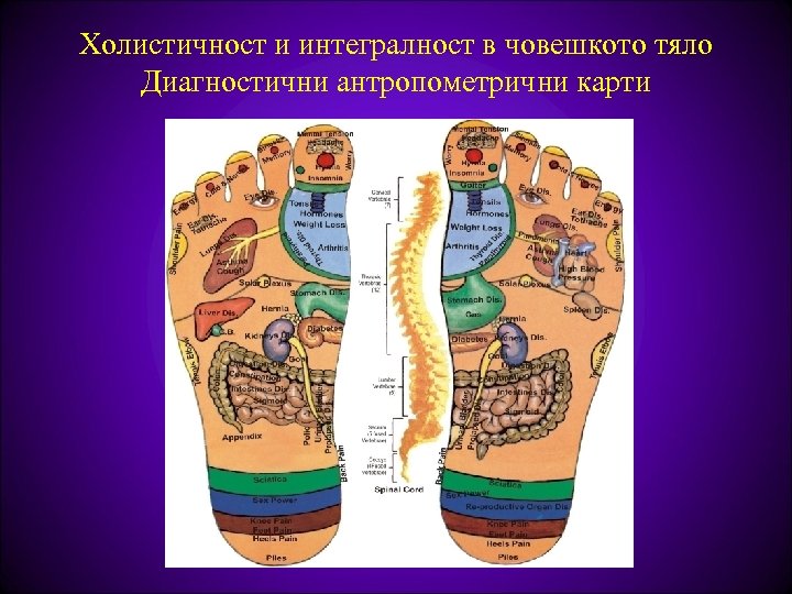 Холистичност и интегралност в човешкото тяло Диагностични антропометрични карти 
