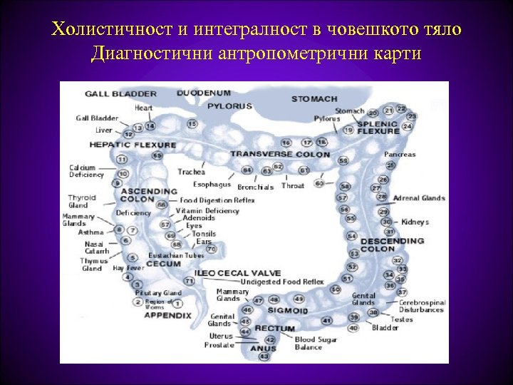 Холистичност и интегралност в човешкото тяло Диагностични антропометрични карти 