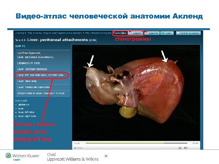 Видео-атлас человеческой анатомии Акленд 30 