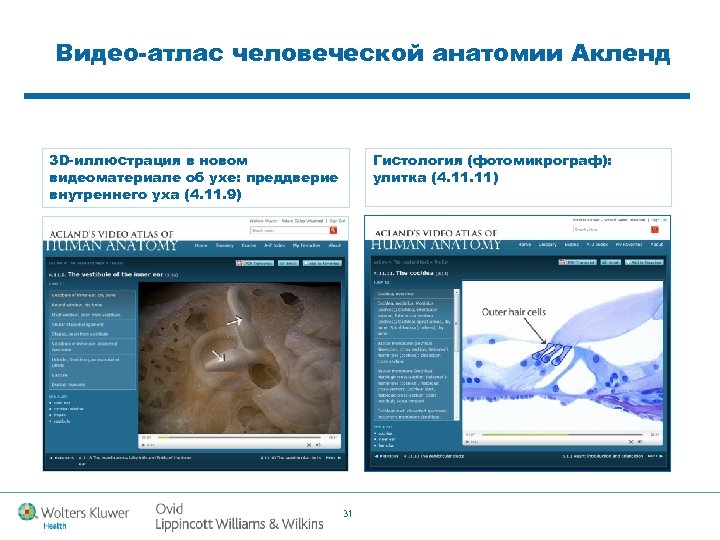 Видео-атлас человеческой анатомии Акленд 3 D-иллюстрация в новом видеоматериале об ухе: преддверие внутреннего уха