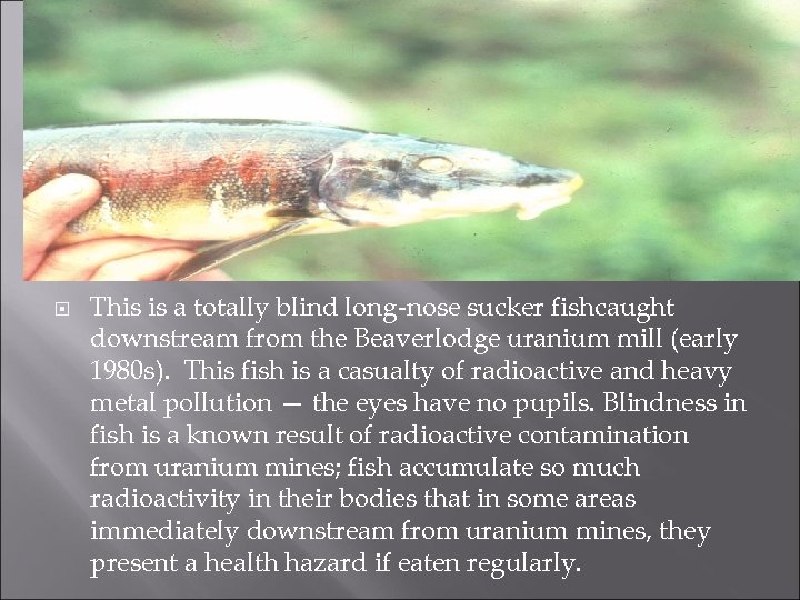  This is a totally blind long-nose sucker fishcaught downstream from the Beaverlodge uranium