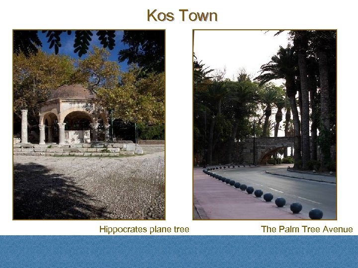 Kos Town Hippocrates plane tree The Palm Tree Avenue 