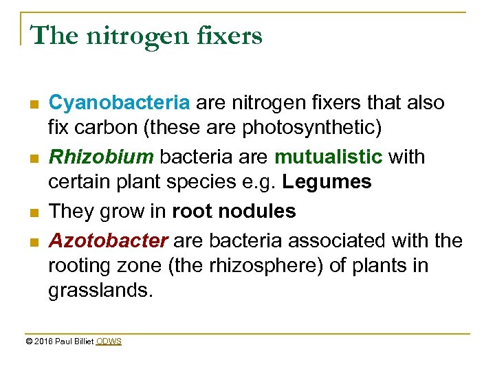 The nitrogen fixers n n Cyanobacteria are nitrogen fixers that also fix carbon (these
