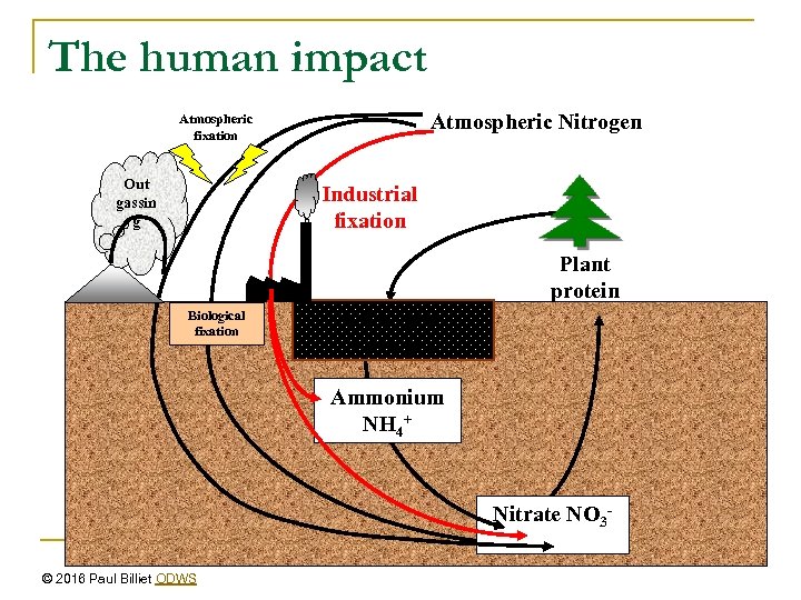 The human impact Atmospheric Nitrogen Atmospheric fixation Out gassin g Industrial fixation Plant protein