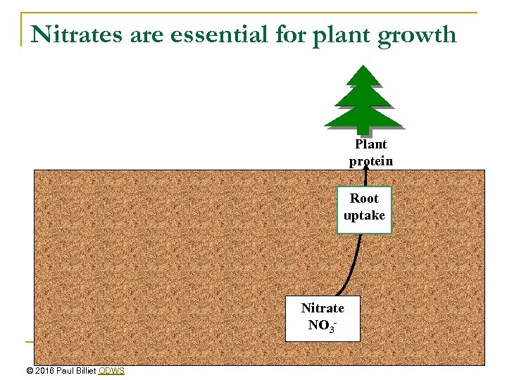 Nitrates are essential for plant growth Plant protein Root uptake Nitrate NO 3© 2016