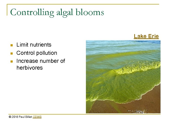 Controlling algal blooms Lake Erie n n n Limit nutrients Control pollution Increase number