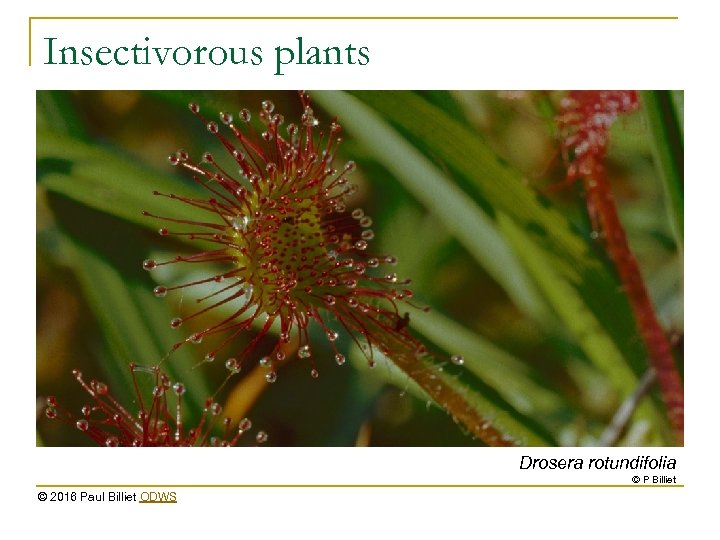 Insectivorous plants Drosera rotundifolia © P Billiet © 2016 Paul Billiet ODWS 