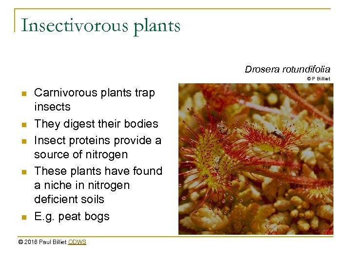 Insectivorous plants Drosera rotundifolia © P Billiet n n n Carnivorous plants trap insects