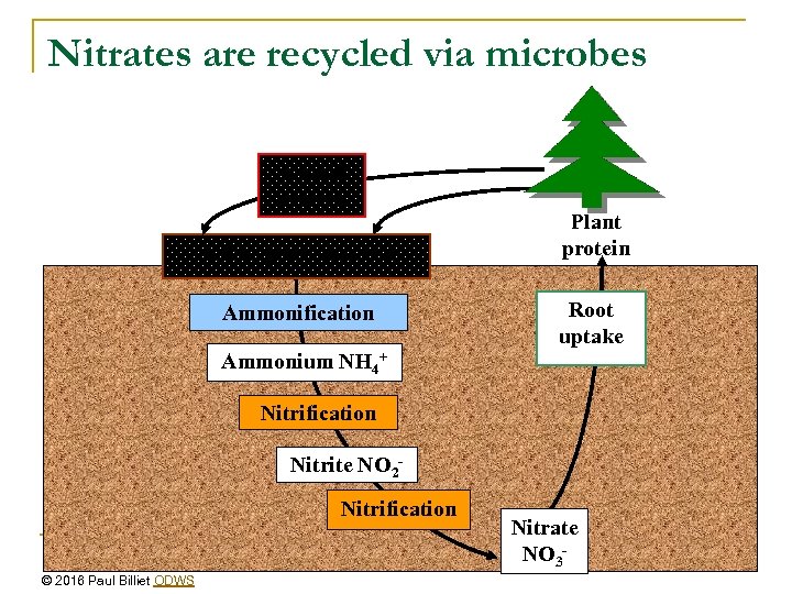 Nitrates are recycled via microbes Animal protein Soil organic nitrogen Ammonification Plant protein Root