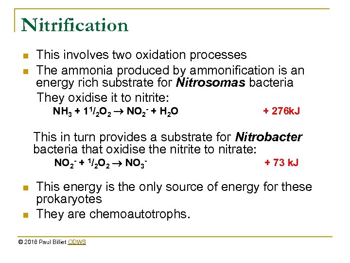 Nitrification n n This involves two oxidation processes The ammonia produced by ammonification is