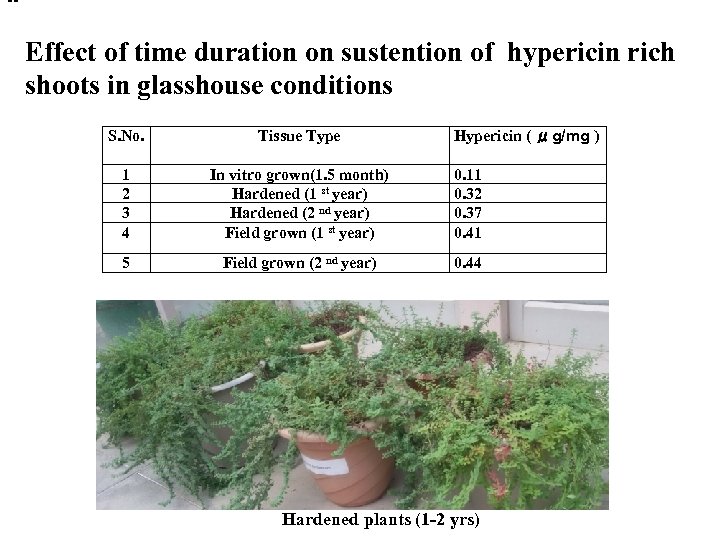 -- Effect of time duration on sustention of hypericin rich shoots in glasshouse conditions