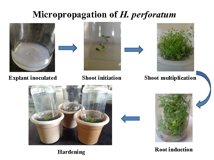 Micropropagation of H. perforatum Explant inoculated Shoot initiation Hardening Shoot multiplication Root induction 