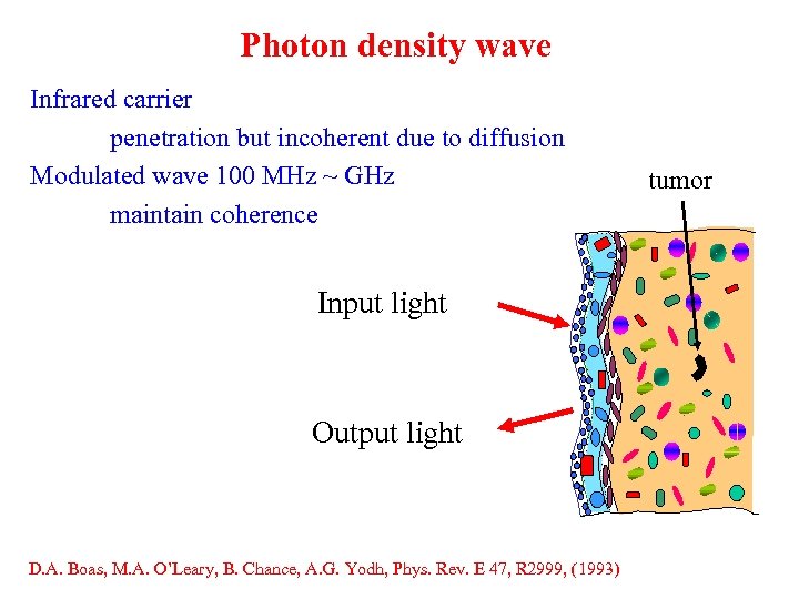 Photon density wave Infrared carrier penetration but incoherent due to diffusion Modulated wave 100