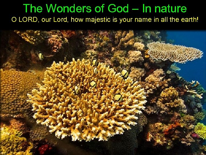 The Wonders of God – In nature O LORD, our Lord, how majestic is