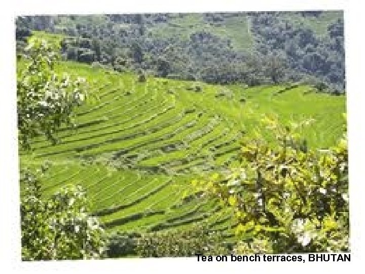 Tea on bench terraces, BHUTAN 