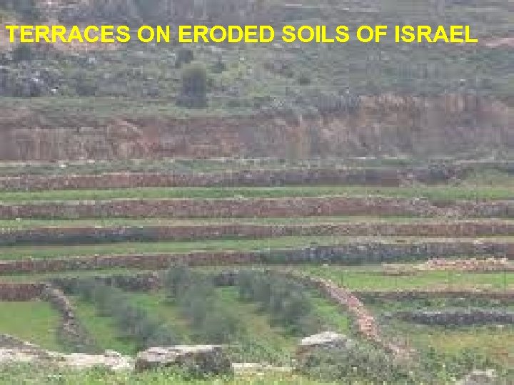 TERRACES ON ERODED SOILS OF ISRAEL 