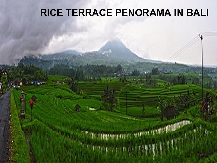 RICE TERRACE PENORAMA IN BALI 