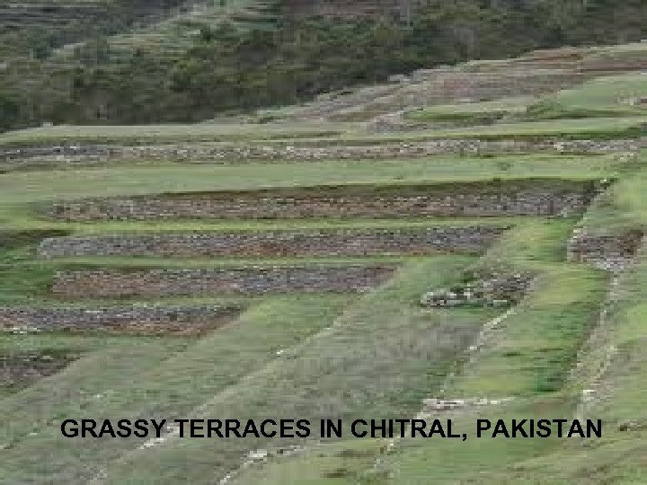 GRASSY TERRACES IN CHITRAL, PAKISTAN 