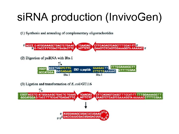 si. RNA production (Invivo. Gen) 