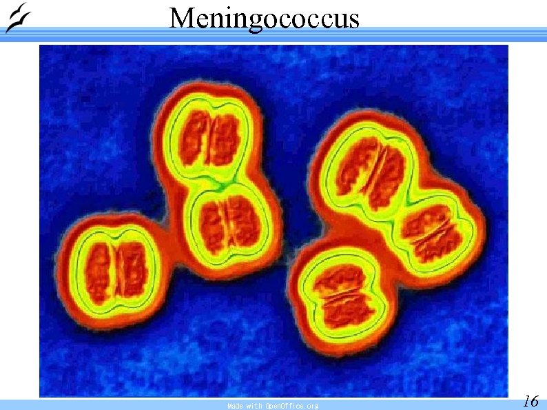 Meningococcus Made with Open. Office. org 16 