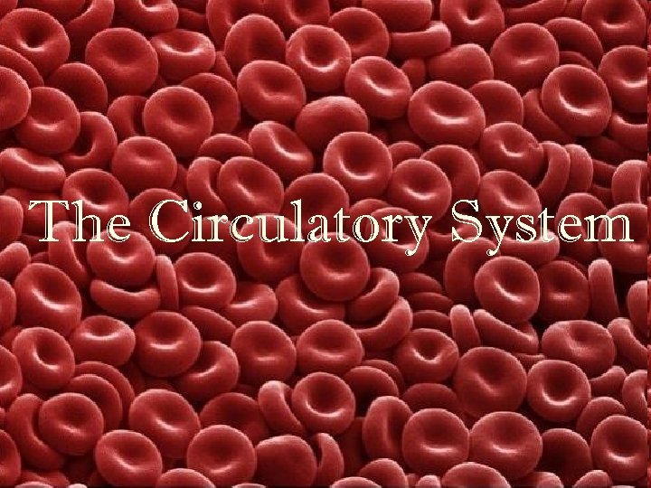 The Circulatory System 