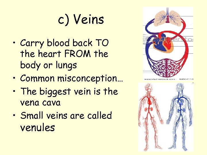 c) Veins • Carry blood back TO the heart FROM the body or lungs