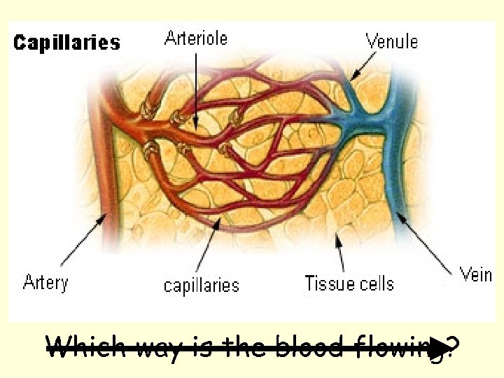 Which way is the blood flowing? 