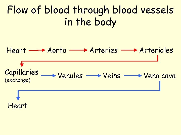 Flow of blood through blood vessels in the body Heart Capillaries (exchange) Heart Aorta