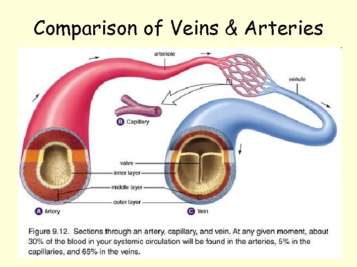 Comparison of Veins & Arteries 