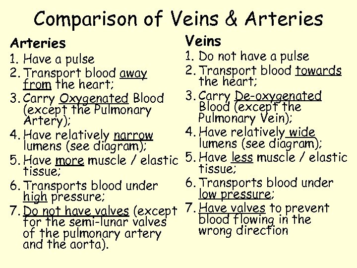 Comparison of Veins & Arteries 1. Have a pulse 2. Transport blood away from