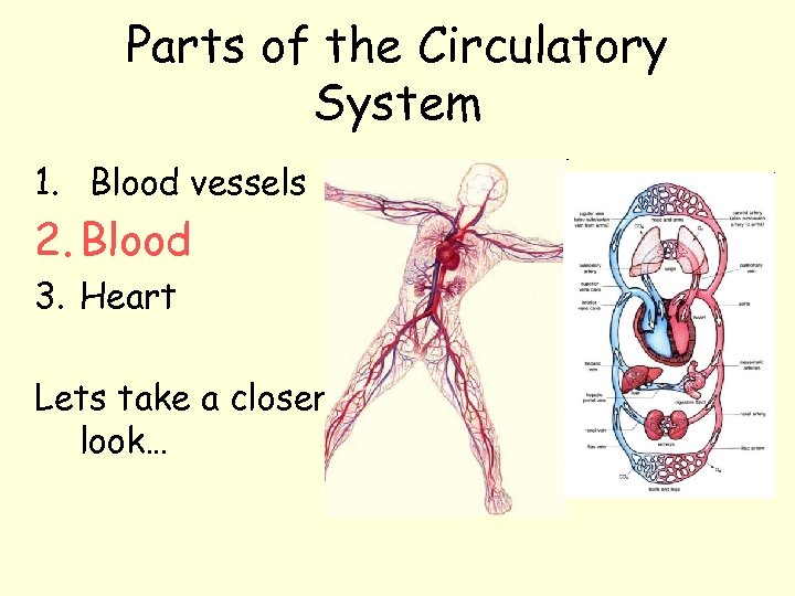 Parts of the Circulatory System 1. Blood vessels 2. Blood 3. Heart Lets take