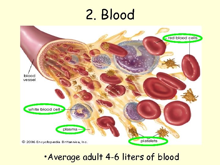 2. Blood • Average adult 4 -6 liters of blood 
