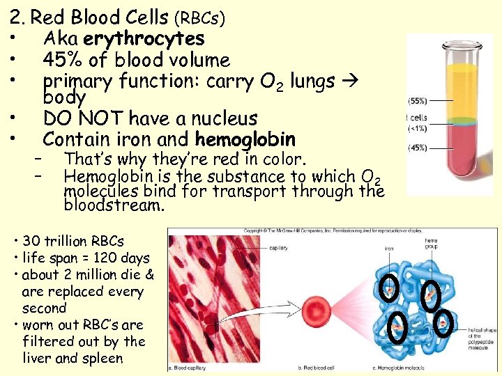 2. Red Blood Cells (RBCs) • Aka erythrocytes • 45% of blood volume •